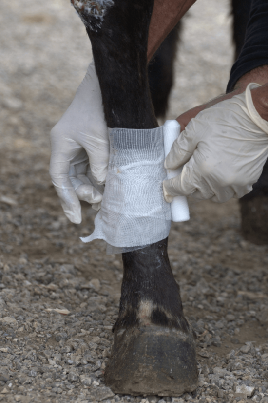 Building a Horse First Aid Kit with Items You Actually Need ...