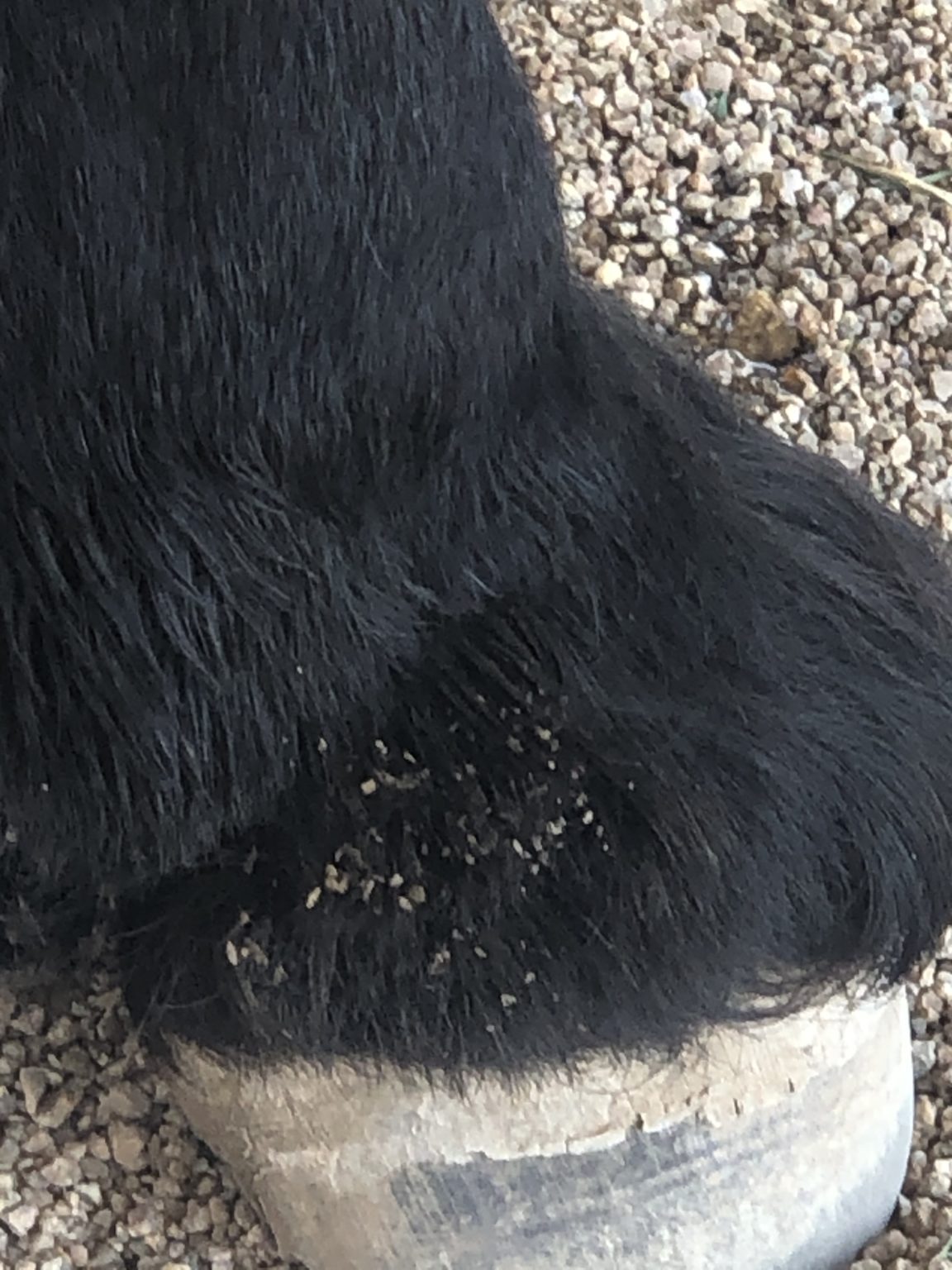 What Causes Scratches in Horses, plus the Best Treatment Methods