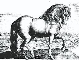 Phyrso Friesian Stallion
