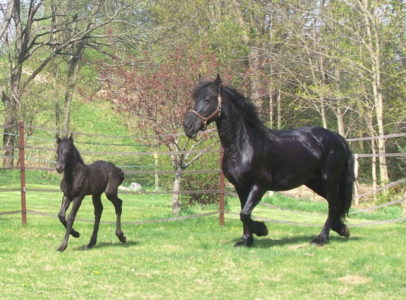 Sapphire and Foal in New York