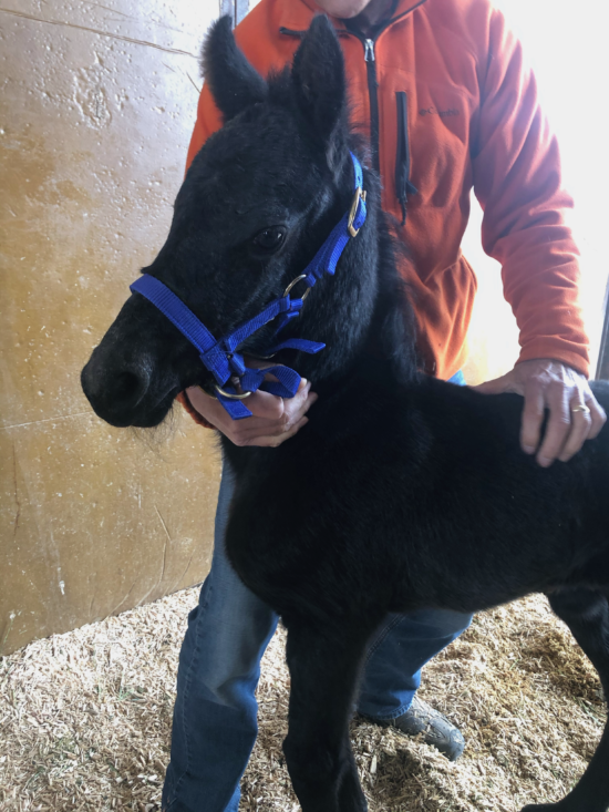 Setting Your Foal Up for Success with Our Top Halter Training Tips