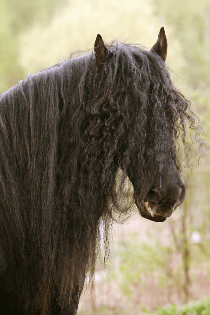 What to Know As You Assess Your Mare as a Breeding Prospect ...