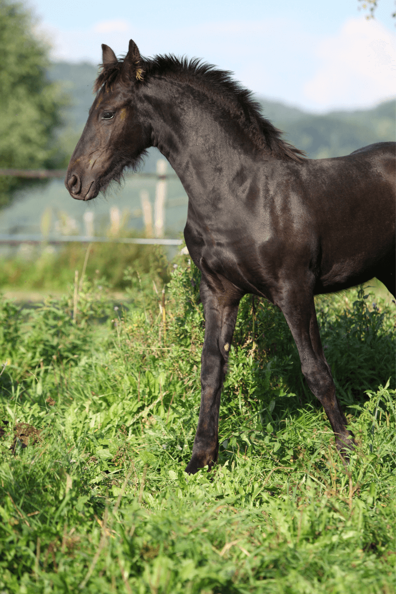 Stress-free foal weaning