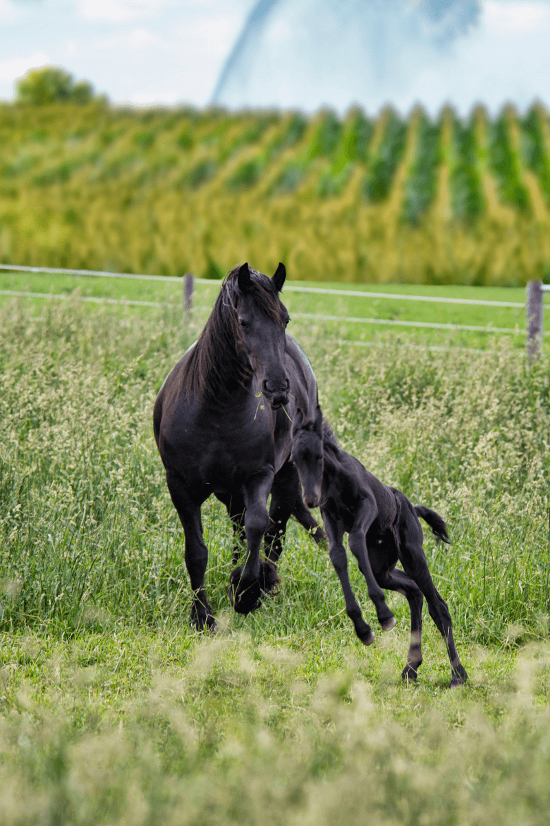 Post Foaling Mare Care